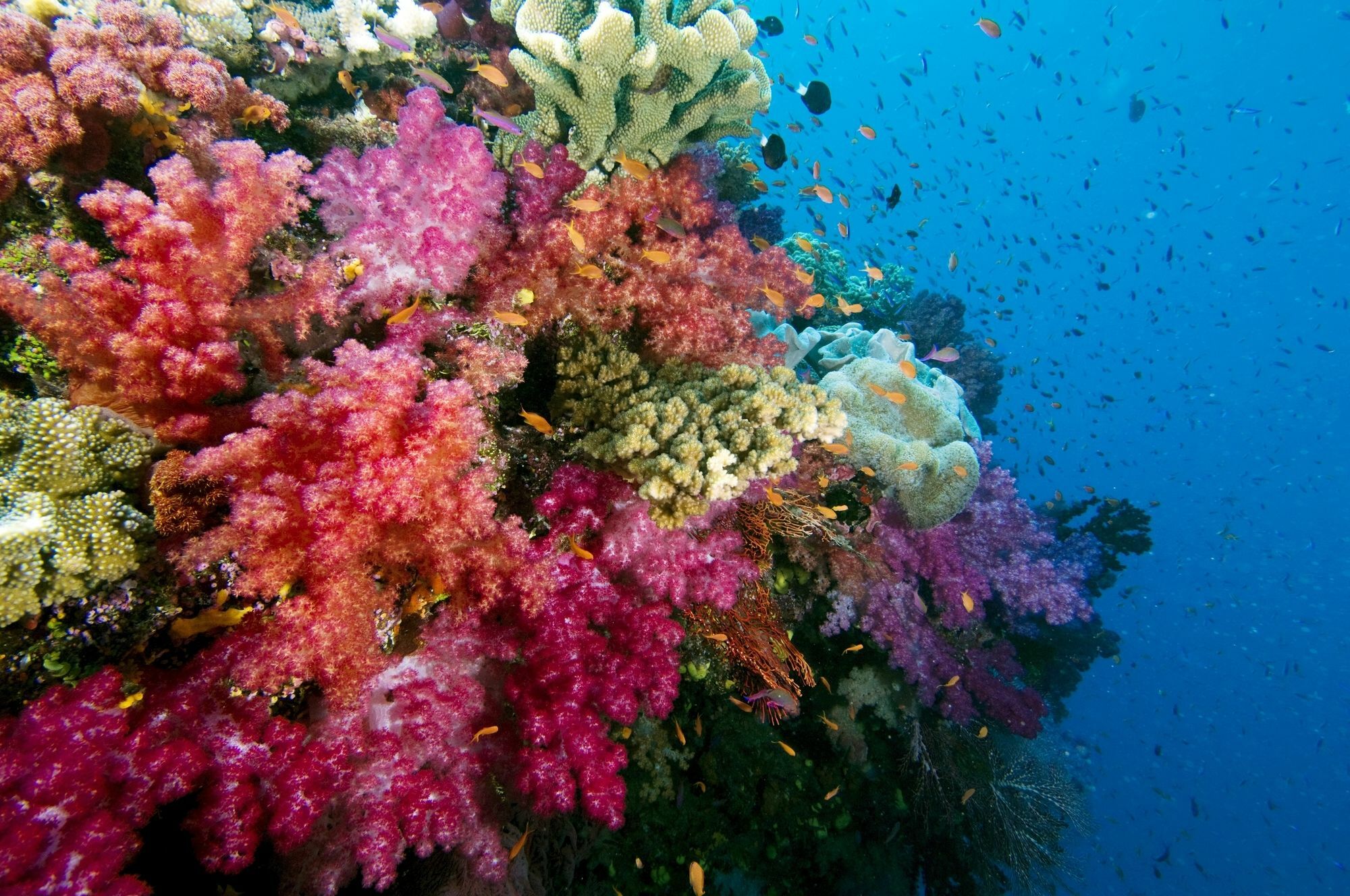 Jean-Michel Cousteau Resort Fiji Savusavu Exteriér fotografie