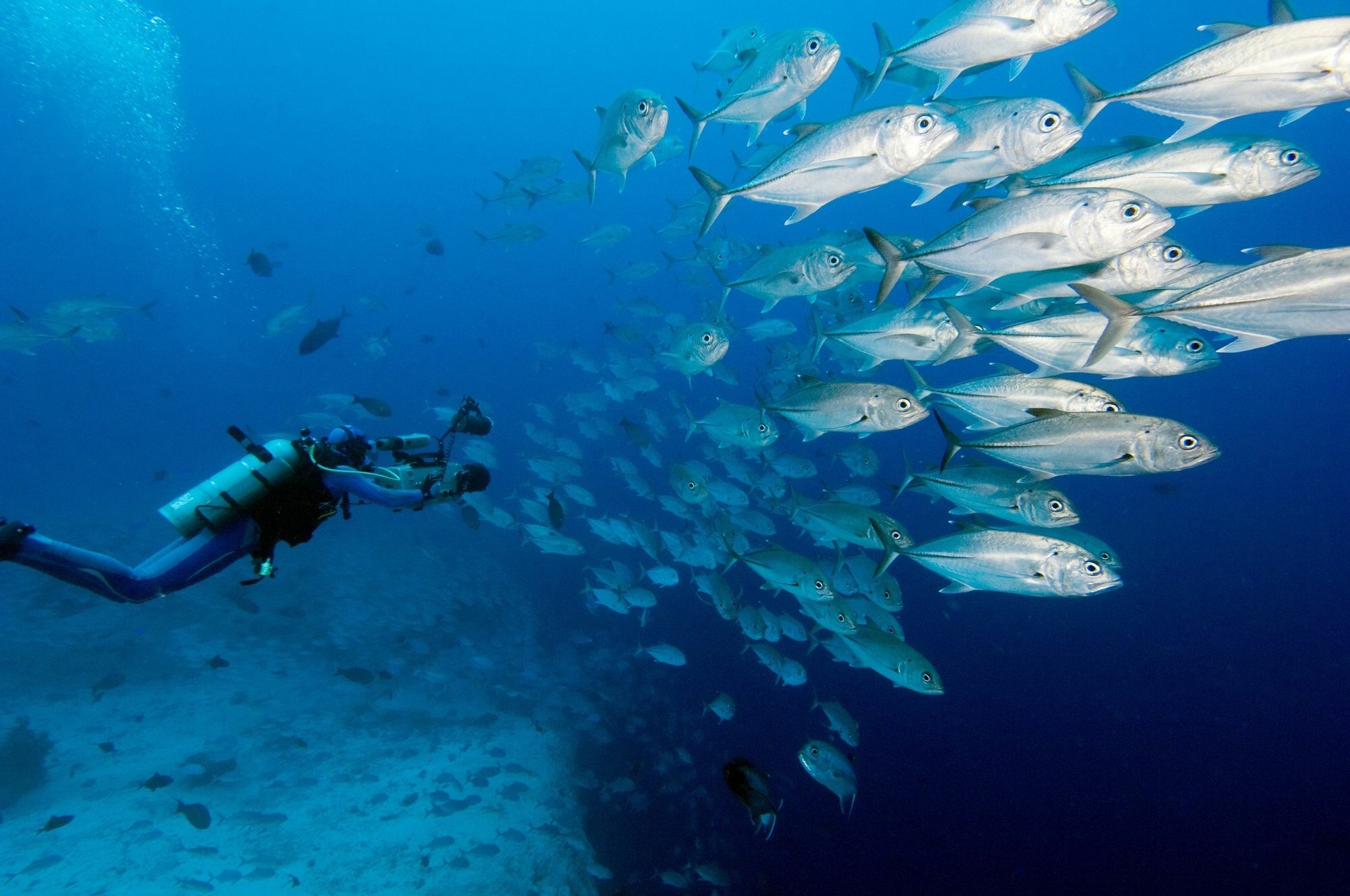 Jean-Michel Cousteau Resort Fiji Savusavu Exteriér fotografie